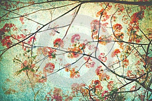 Abstract retro background from Flam-boyant or peacock flowers filtered by grunge texture , Chinese style