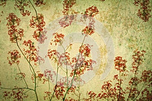 Abstract retro background from Flam-boyant or peacock flowers filtered by grunge texture , Chinese style