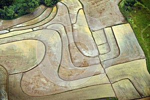 Abstract Rice Fields