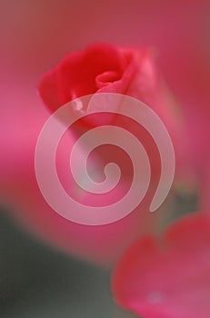 Abstract rose bud