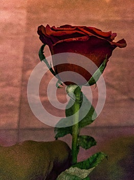 Abstract of an rose by me