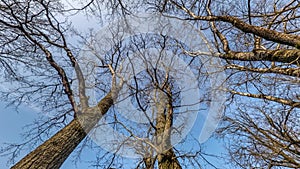 Abstract rotate, torsion and spinning of full flyby panorama in autumn oak forest with clumsy branches. Trees growing in sky