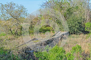 Abstract rotting wooden walkway at Savannah National Wildlife Refuge, Hardeeville, Jasper County, South Carolina USA