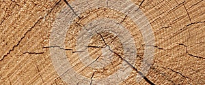 Abstract Rough Pine Wood Grain Wide Texture Close-up