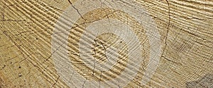 Abstract Rough Pine Wood Grain Wide Texture Close-up