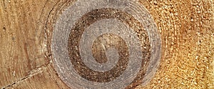 Abstract Rough Pine Wood Grain Wide Texture Close-up