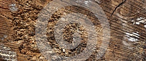 Abstract Rough Pine Wood Grain Wide Texture Close-up