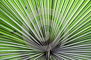 Abstract Ruffled Fan Palm Plant Background