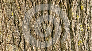 Abstract rugged tree bark texture
