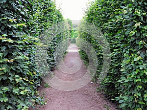 Abstract rural country road in forest, the path into distance