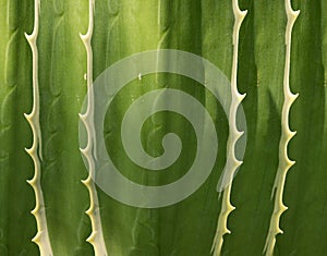 Abstract Sansevieria