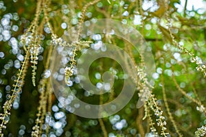 Abstract scene of beautiful defocused natural green leaves, flower branches and white light bokeh background