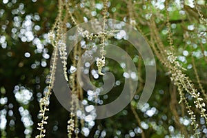 Abstract scene of beautiful defocused natural green leaves and white light bokeh background with blurred tree branches and flower