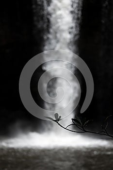 Abstract scene of silhouetted leaves with blurry waterfall inside dark cave