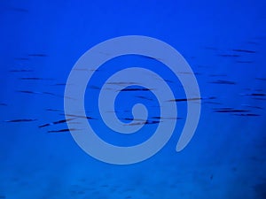 Abstract School Needlefish in Blue Underwater Image