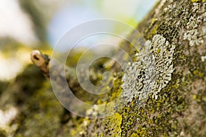 Abstract scratched aged tree bark background