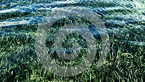 Abstract sea background, views on the rippled water surface. Algae farm.