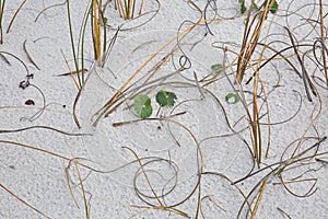 Abstract of Sea oats, leaves and plants