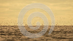 Abstract sea ocean sunset nature background with seagulls and fishing boat trawler catches fish while sailing on sea at