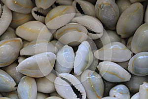 abstract sea shells texture