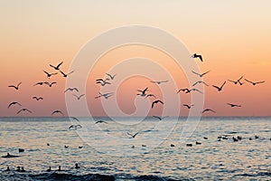 Flock of seagulls silhouette