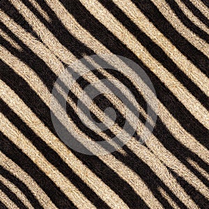 Abstract seamless background or texture of zebra stripes.