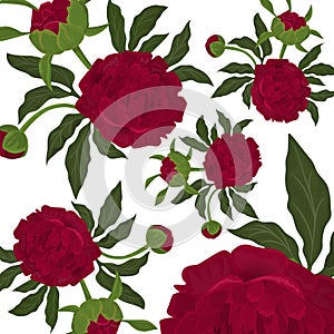 Abstract seamless pattern with isolated red roses or piony, buds and green leaves on white background. Floral vector