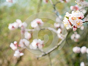 Abstract seasonal spring floral background. Blooming tree branch