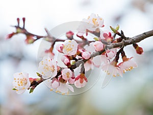 Abstract seasonal spring floral background. Blooming tree branch