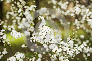Abstract seasonal spring floral background. Blooming tree branches with apricot white flowers.