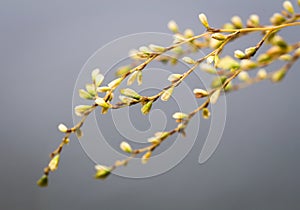 Abstract seasonal spring floral background. Blooming tree branches with yellow flowers on gray background.