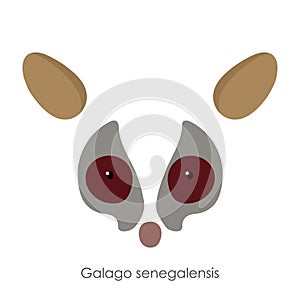 Abstract senegal bushbaby, Galago senegalensis, head of an animal. Flat style