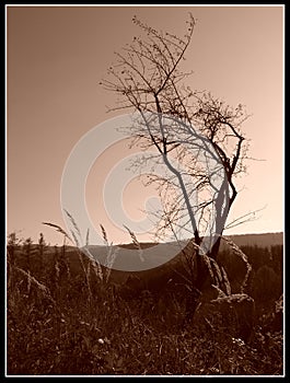 Abstract sepia photo of a lonely tree in the forest