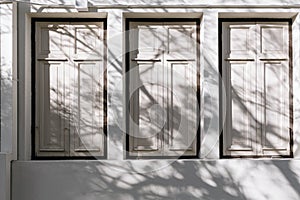 Abstract shadow of natural tree branch falling on white and old  vintage building wall with closed windows