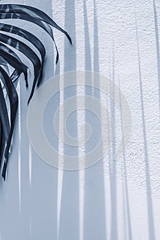 Abstract shadow of palm leaves on white concrete wall