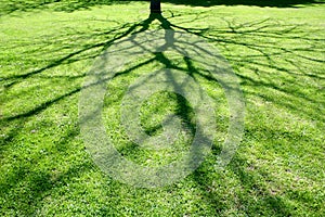 Abstract shadow of tree.