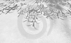Shadows leaf on cement wall texture background