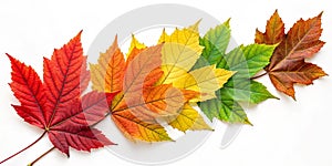 Color leaves abstract shape on white background photo
