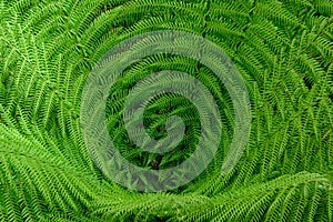 Abstract shapes of fern shaped like whirl