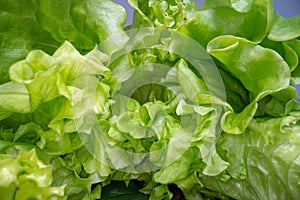 Abstract shapes of green lettuce leafs. Close up view of salad leaf. Urban farming, healthy eating lifestyle