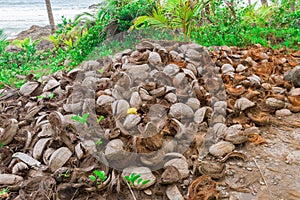 Abstract shot of coconut shells and palm trees