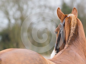 Horse Head Shot