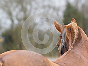 Horse Head Shot