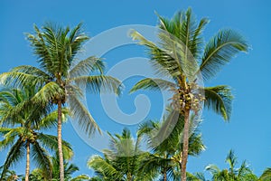 Abstract shot of natural coconut palm trees