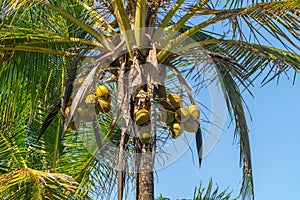 Abstract shot of natural coconut palm trees