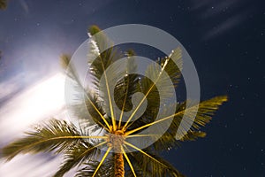 Abstract shot of natural coconut palm trees