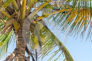 Abstract shot of natural coconut palm trees