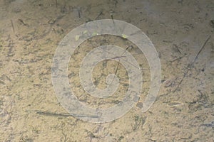 Abstract shot of the waterstrider insect floating on the surface of the water.