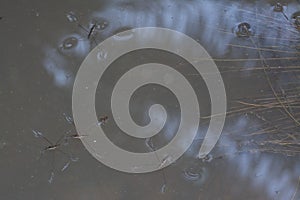 Abstract shot of the waterstrider insect floating on the surface of the water.