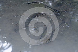 Abstract shot of the waterstrider insect floating on the surface of the water.